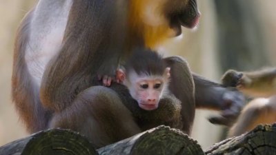 Bebé mandril causa sensación en el norte de Texas