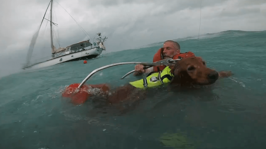 Dog in life vest