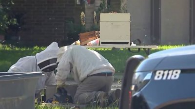 Hombre muere tras ataque de abejas en North Richland Hills