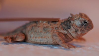 Fort Worth Zoo libera cientos de Horned Frogs a su hábitat