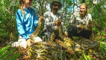 Los biólogos de TNC Jaimie Kittle, Ian Bartoszek e Ian Easterling con pitones birmanas adultas capturadas en el suroeste de Florida mientras rastreaban una serpiente exploradora.