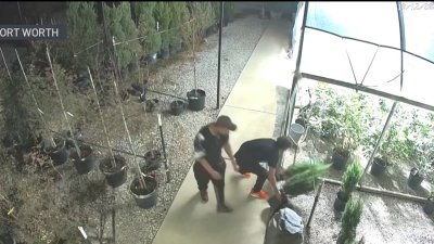 Buscan sospechosos de robo en negocio de plantas en Fort Worth