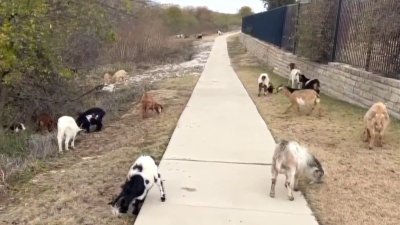 Peculiar forma de podar la maleza en Fort Worth