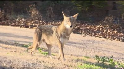¿Qué hacer si se encuentra a un coyote?