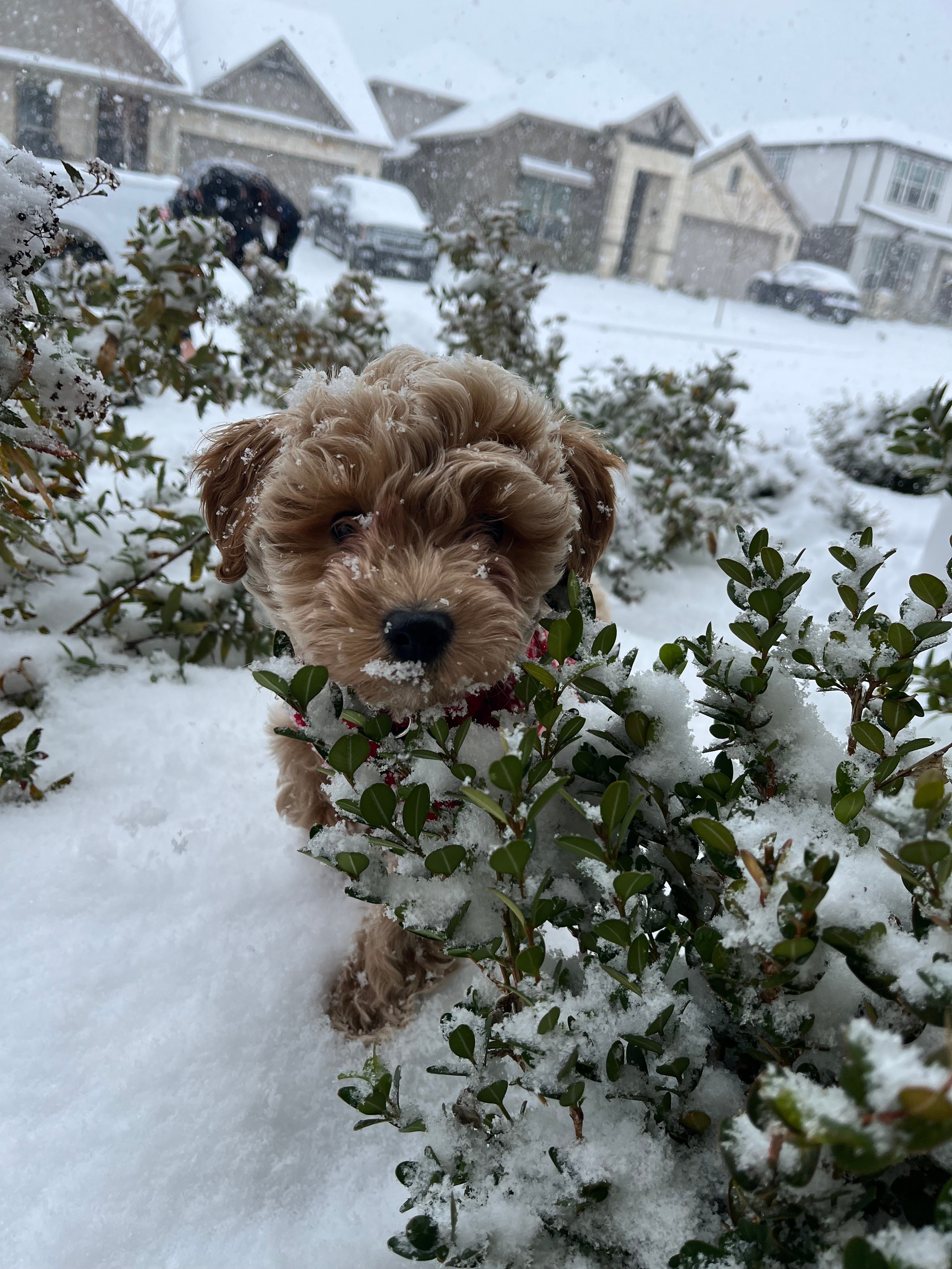 [tint-NBC_DFW] [EXTERNAL] Snow day fun! – Scott Family