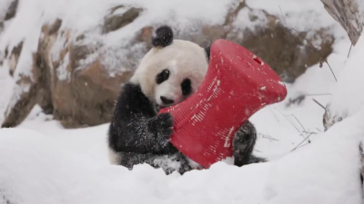 EN VIDEO: Osos panda juegan con la nieve en zoológico de Washington D.C.