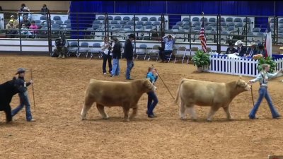 Últimos días del Fort Worth Stock Show and Rodeo