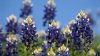 ¿Se esperan menos bluebonnets este año? Esto es lo que dicen expertos