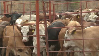 Suspenden importación de ganado de México a EEUU por el gusano barrenador