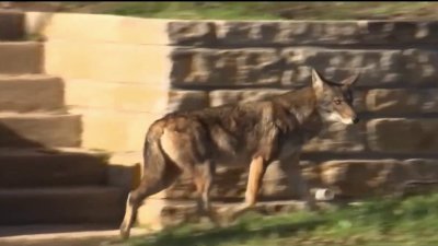 Dallas: recomendaciones para ahuyentar a los coyotes
