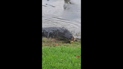 Caimán es captado en cámara comiendo mango en Weston