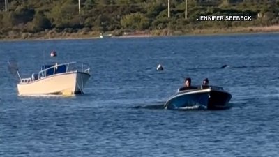 Avistan a un tiburón peregrino de 6 metros en la costa de Rhode Island