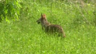 Niña resulta herida tras ataque de coyote en Frisco