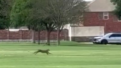 Avistamiento de un gato montés en Allen