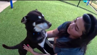 “¿Lo Sabías?”: ¿el perro mueve la cola porque está contento?