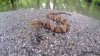 Niño termina hospitalizado tras ser mordido por una serpiente en Colleyville