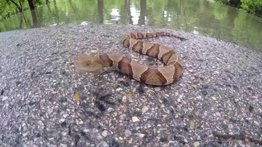 A venomous copperhead snake.