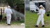 Abejas atacan y matan tres caballos en el condado Comanche