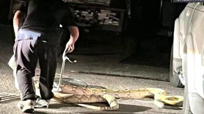 Pitón de 15 pies de largo crea pánico en vecindario de Garland