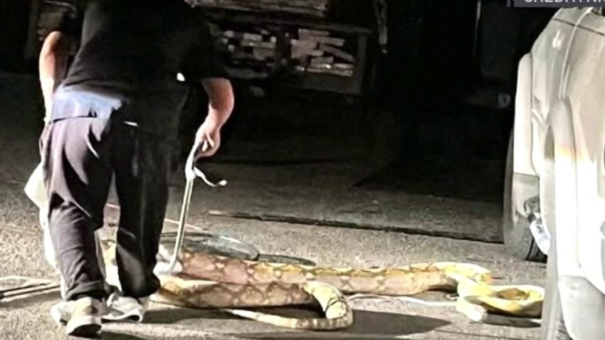 Pitón de 15 pies de largo crea pánico en vecindario de Garland