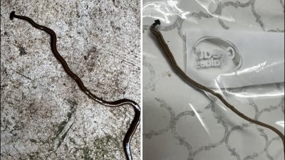 De regreso el gusano cabeza de martillo en el norte de Texas
