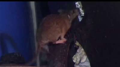 “¿Lo Sabías?”: ¿realmente a los ratones les atrae el queso?
