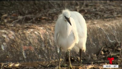 Denuncian agresiones contra garcetas en Garland
