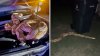 Capturan en Garland reptil de 15 pies de longitud que paseaba por un vecindario
