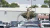 En video: hombre desnudo baila encima de una patrulla en movimiento en California