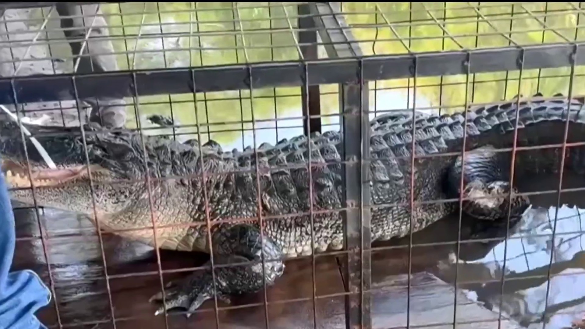 Remueven a caimán del lago Eagle Mountain, image size:1920x1080