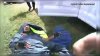 En Texas: policías rescataron a un hombre atacado por un enjambre