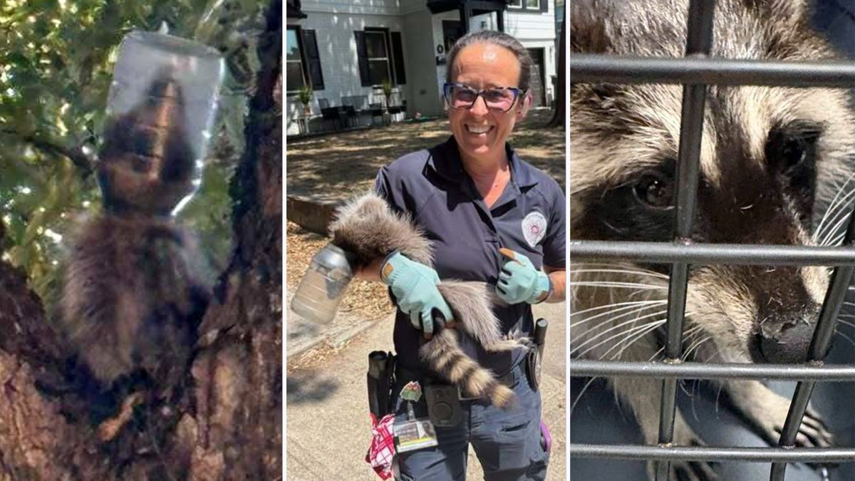 En Dallas: rescatan a mapache de un envase atorado en la cabeza