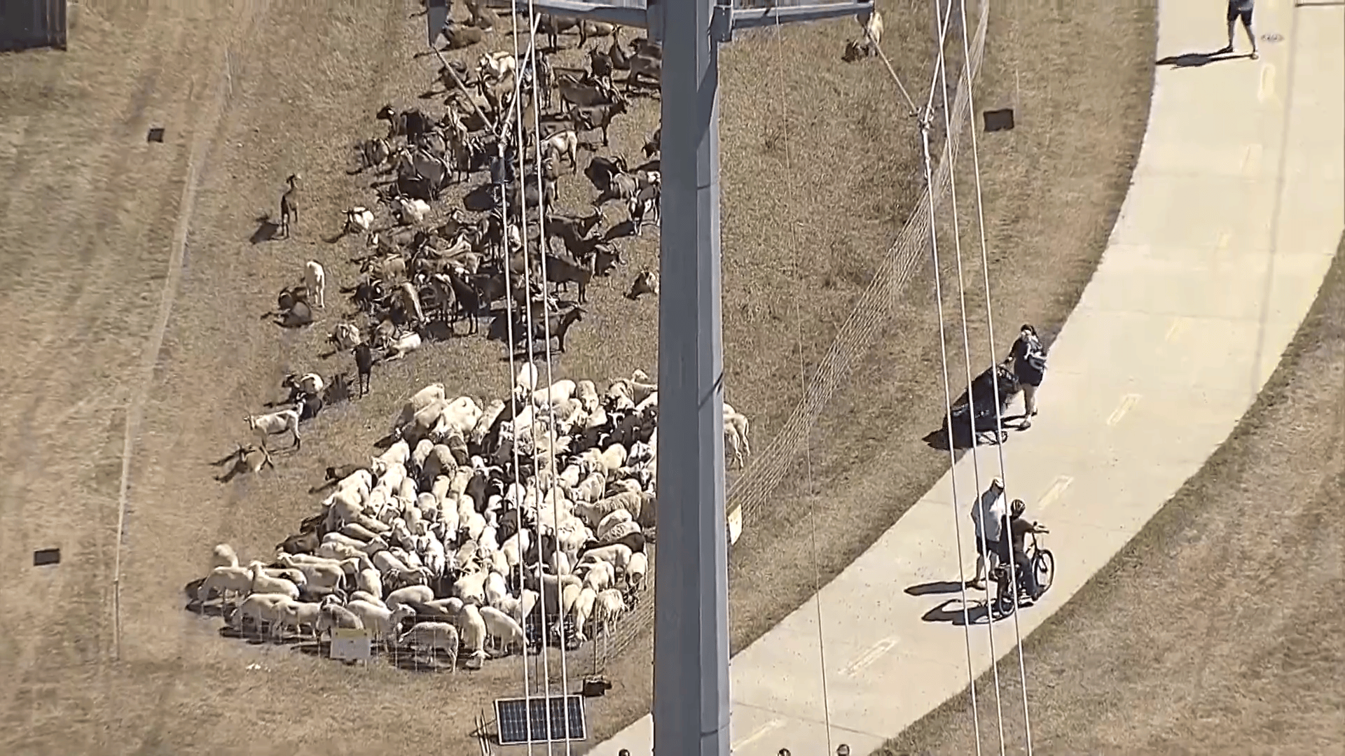 Cabras "podadoras" de senderos en Dallas