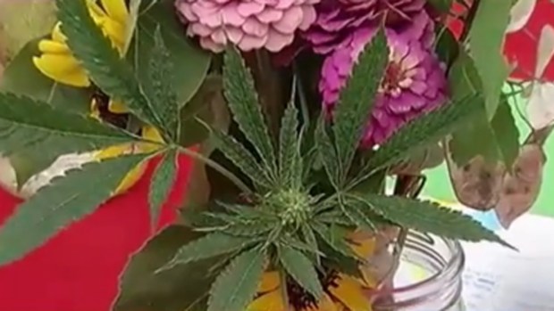 Inédito: marihuana compite en feria de plantas
