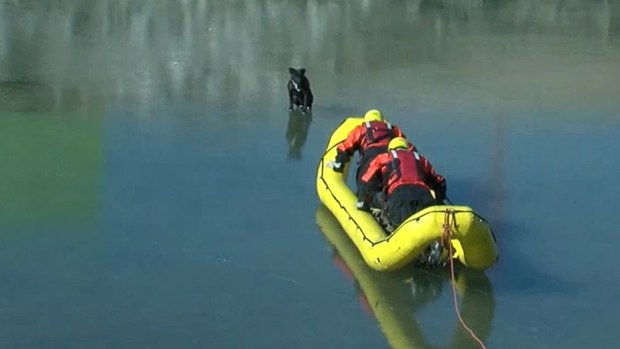 Increíble rescate: salvan a perrito en pleno lago congelado