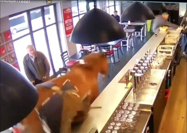 ¿Qué hace un caballo en un café?