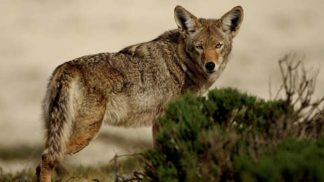 Coyote a la vista