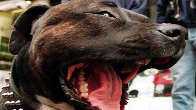 Fue atacada por 5 perros Pit Bull