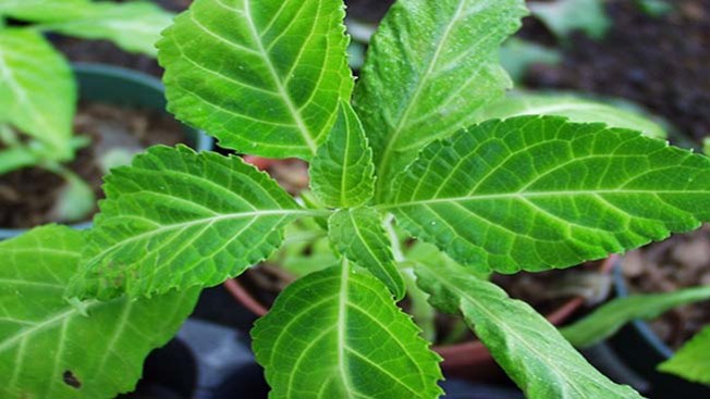 Garland considera prohibir Salvia